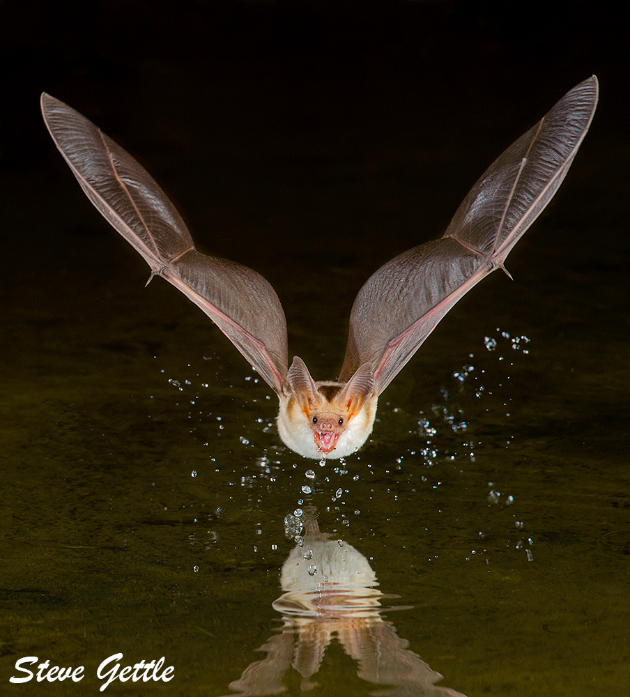 Pallid Bat - a species threatened in British Columbia. Photo: Steve Gettle