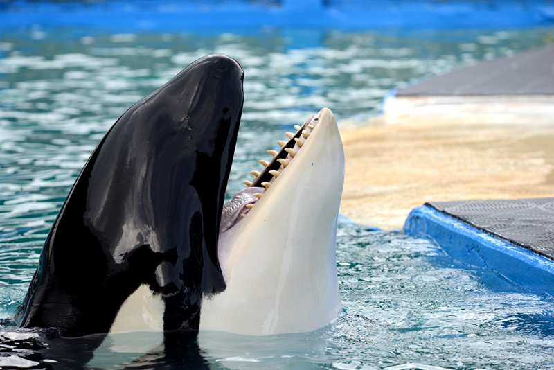 A picture of captive orca, Lolita, in her tank at Miami Seaquarium with her head above water.