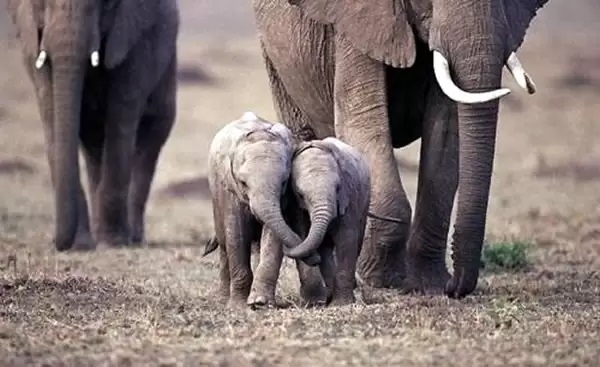 Elephant family trekking through terrain, two young elephants up front with tucks intertwined as they walk.