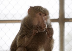 Brooke, soon after arriving at the sanctuary.