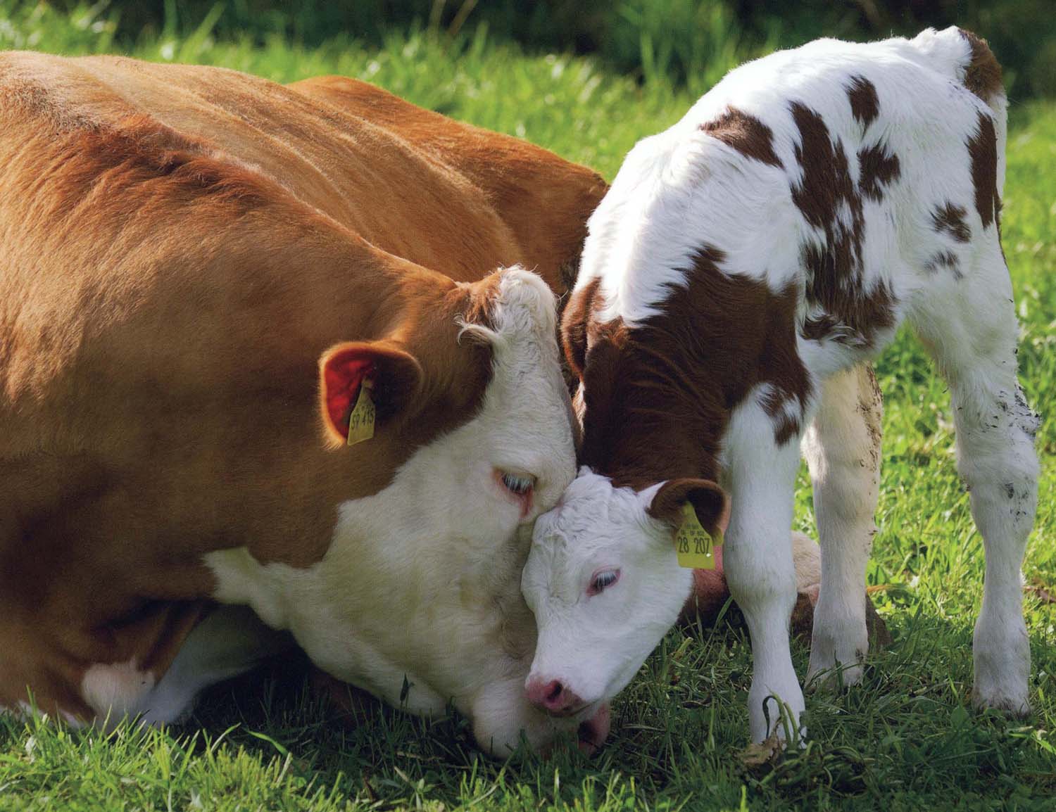 cow-calf | Animal Voices
