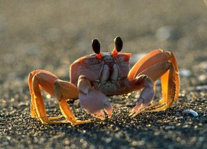 cute crab