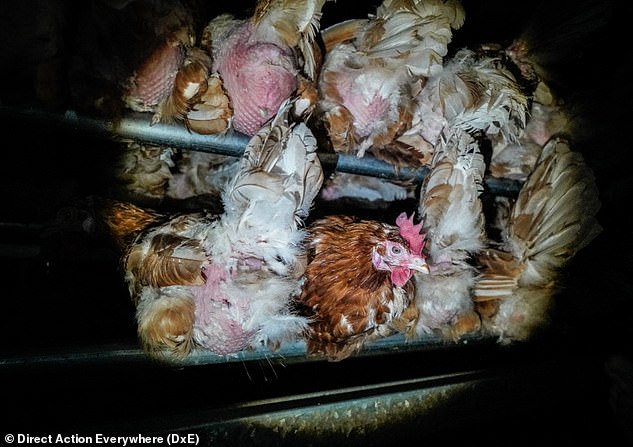 Close-up photo in Hoads Farm of the hens which were described by the RSPCA as "in good health and with good feather cover".