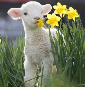 lamb daffodils 2