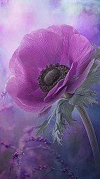 Art of a purple poppy