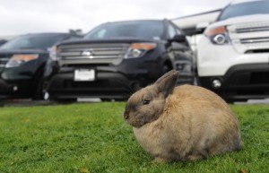 Rabbits feed on the grass at the Richmond Auto Mall