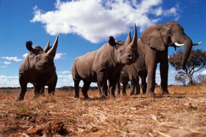 Black rhinoceros {Diceros bicornis} and Africa elephant {Loxodonta africana} Africa