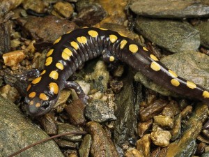 salamander