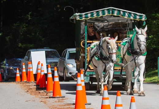 Horse-drawn trolley at Stanley Park creating stress on the horses and being a traffic hazard for others on the road.