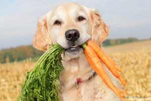 vegetarian_dog