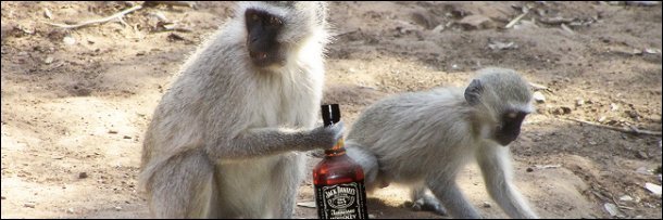 vervet monkey on St. Kitts