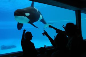 Kiska, an orca whale, lives in solitary confinement at Marineland, Canada. 2011