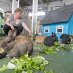 A Small Brown Bunny chews some crisp green leaf lettuce off the ground as a human squats down behind them offering lettuce to a different bunny