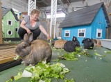 A Small Brown Bunny chews some crisp green leaf lettuce off the ground as a human squats down behind them offering lettuce to a different bunny