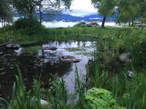 A picture of the bird marsh at CRAB Park at Portside. There is a shallow freshwater pool with lush green foliage surrouding it and a view of the Burrard inlet in the backround