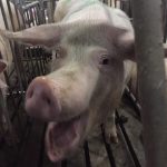 Pig in crate of Excelsior Hog Farms in Abbotsford, BC, Canada